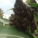 Sorghum nigrum fleur